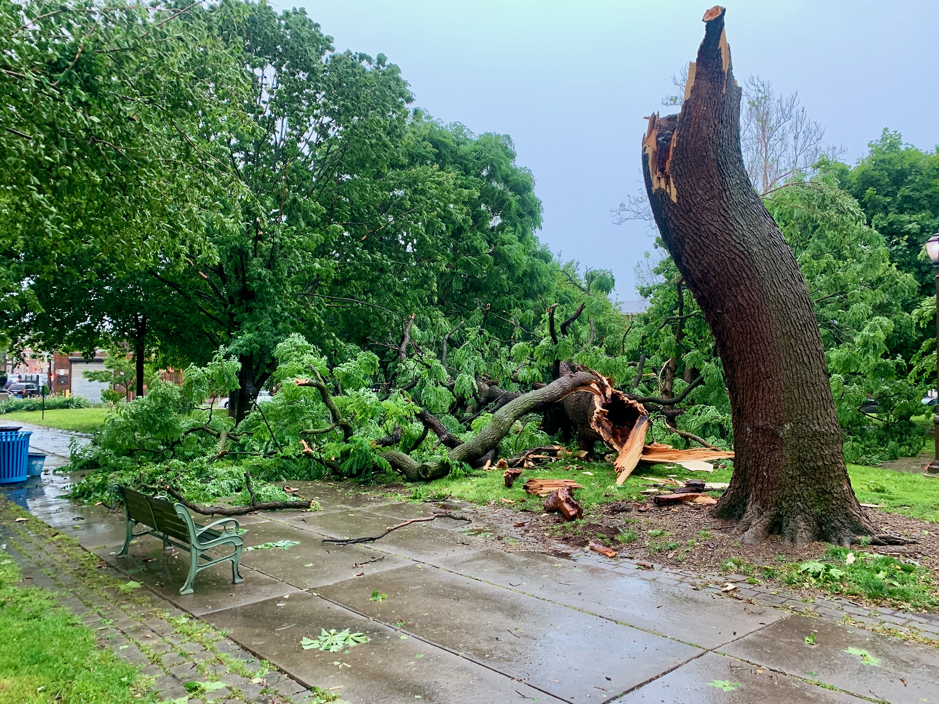 Kentucky Coffee Tree destroyed in storm