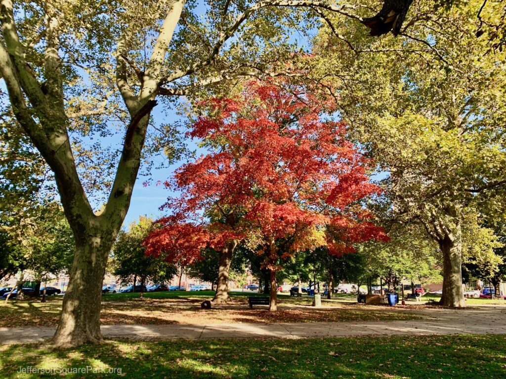 Sugar Maple Tree in the park