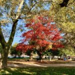 Sugar Maple Tree in the park