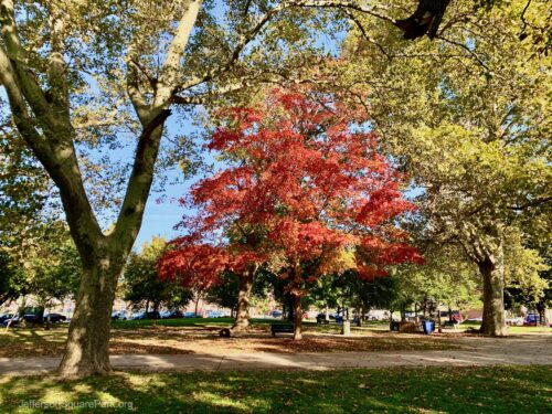Sugar Maple Tree in the park