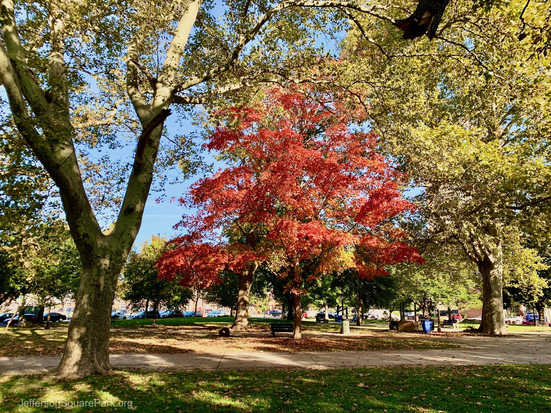 Sugar Maple Tree in the park